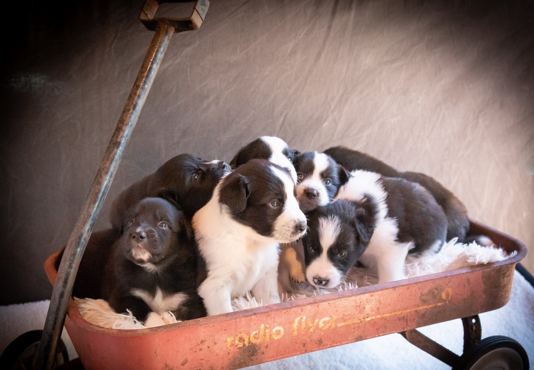 Border Collie puppies in a Radio Flyer wagon