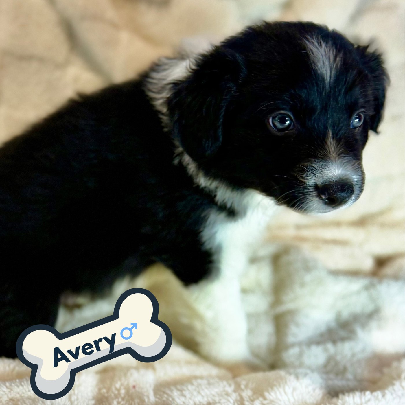 Avery, black and white Border Collie puppy