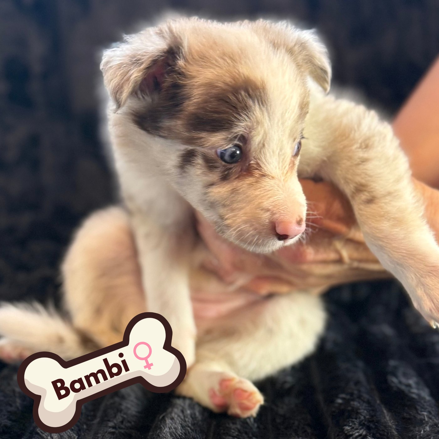Bambi, red merle puppy girl