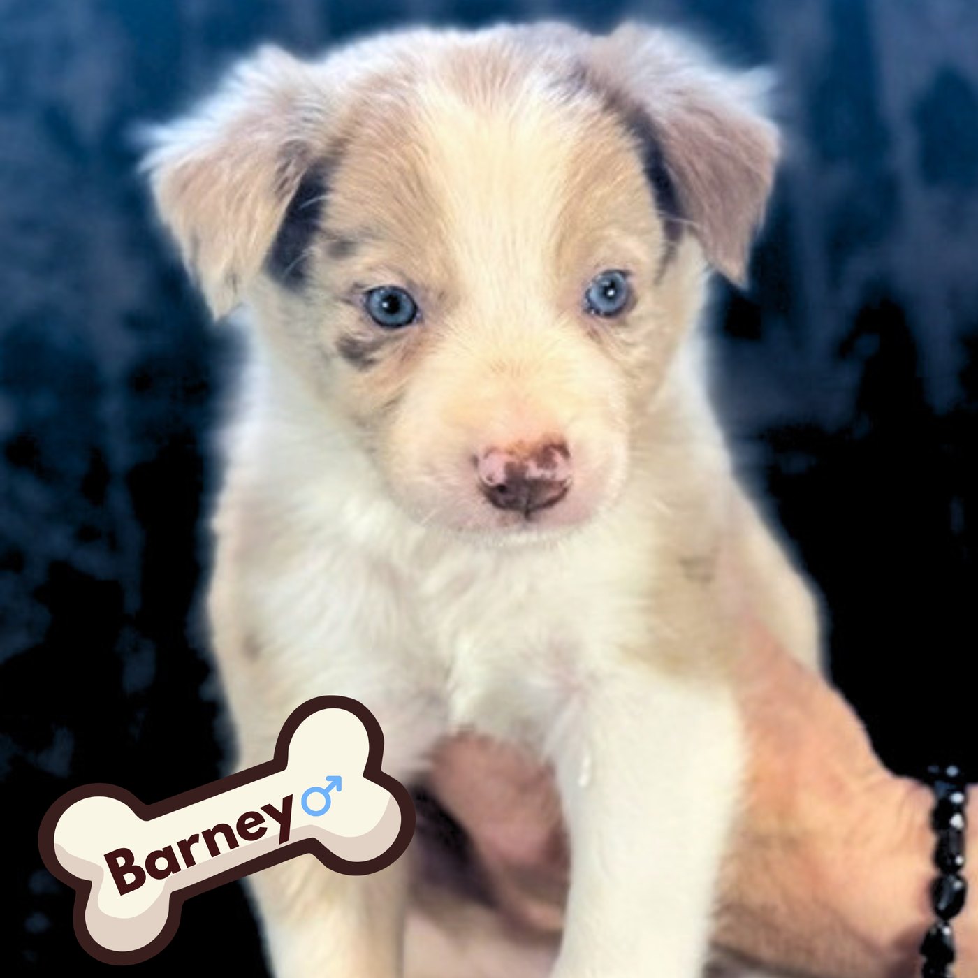 Barney, red merle puppy