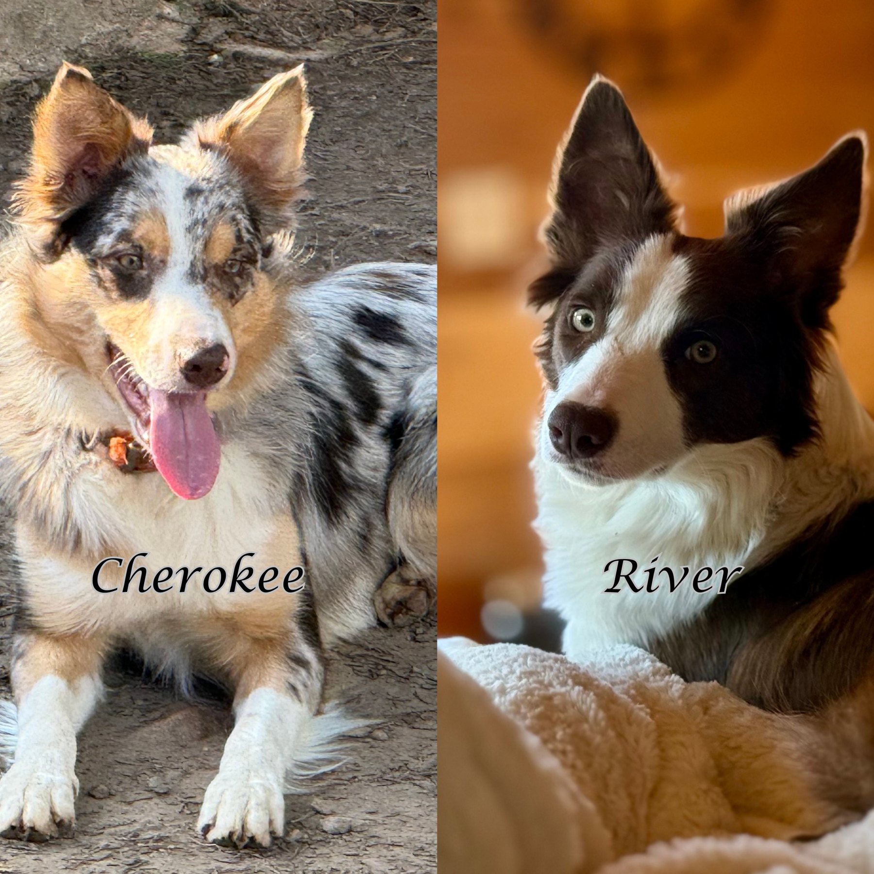 Cherokee and River, parents of the second litter