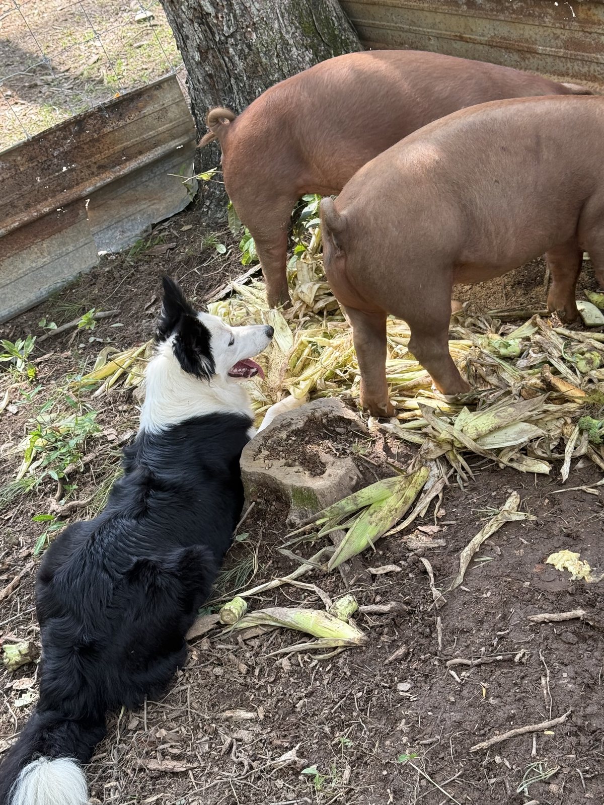 Border Collie with Red Duroc pigs on Nine Peaks Farm